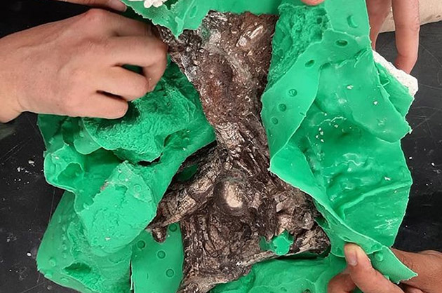 Photo courtesy of the Petrified Forest National ParkGumby the Phytosaur as it was being prepared for molding, casting and display.