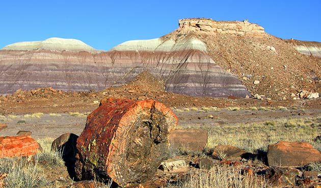 Photo by NPS/T. Scott WilliamsNow is the perfect time to visit the Petrified Forest National Park and explore the wonder of these ancient lands. The park is open from 8 a.m. to 6 p.m. MST and is located just 19 miles east of Holbrook. For more information about what the park has to offer visit https://www.nps.gov/pefo/index.htm.