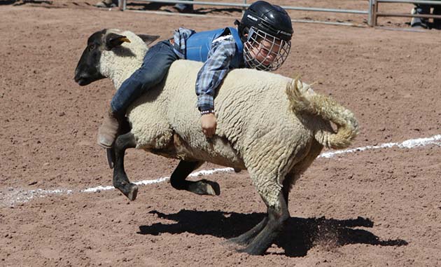 Photo by Kellie Spangler/SpanglerpicsThe Little Buckaroo Rodeo is a fair favorite, not only for the participants but for the spectators as well. Here a young rider takes a novel approach to sheep riding that keeps her in the seat.