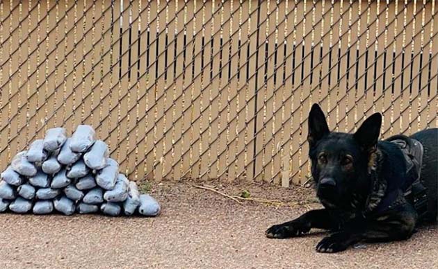 Photo courtesy of Navajo County Sheriff’s OfficeNCSO K-9 Kilo was on the job last week, sniffing out 29 pounds of methamphetamine during a traffic stop on I-40 for civil violations.