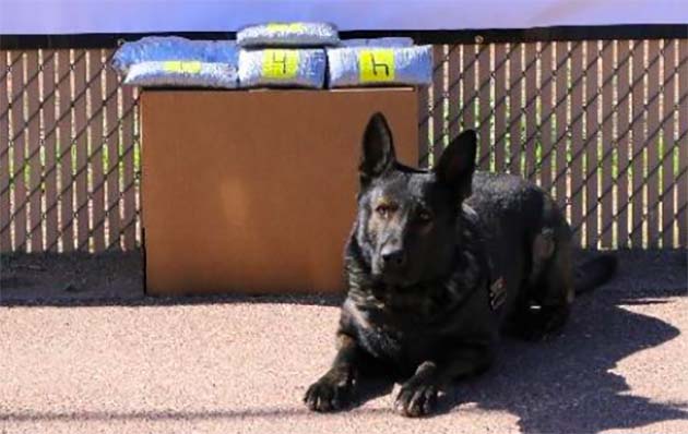 Photo courtesy of Navajo County Sheriff’s OfficeNCSO K-9 Kilo picked up the scent of drugs in a vehicle during a traffic stop, which were later found alongside the road after a suspect fled the scene.
