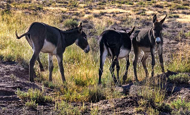 Photo by Richard LarsonDon’t be surprised to see some unexpected wildlife if you wander around Homolovi State Park, which is located off I-40 near Winslow. In addition to the typical wildlife of birds, coyotes and snakes, the park is also home to a small herd of the wild donkeys.