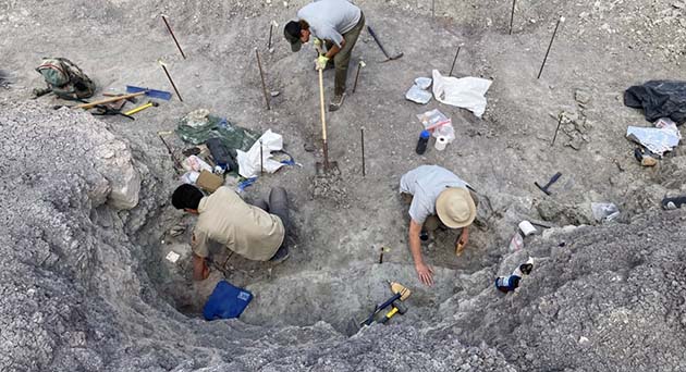 Photo courtesy of the Petrified Forest National ParkThe bones of Funcusvermis were discovered in 2019 by PFNP paleontologists by removing microscopic fossils from almost 5,000 pounds of sediment from a fossil site called Thunderstorm Ridge at Petrified Forest.