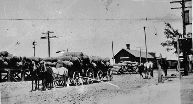 Photo courtesy of the Navajo County Historical SocietyNear the turn of the 20th century, Holbrook was the primary shipping point for wool and was the center of commerce for eastern Arizona. After the Atlantic and Pacific Railroad was laid in 1881, 300,000 pounds of wool was shipped from Holbrook. By 1896, the freight depot was handling about 1.1 million pounds of wool a year, along with cattle and sheep. Here, mules haul their heavy loads into the rail station in 1900.