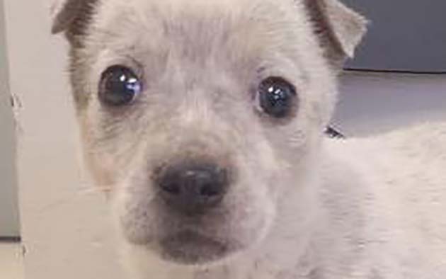 Pups such as this sweet baby found abandoned at the bathroom at Hunt Park could use your help. Contact Holbrook Animal Shelter today.