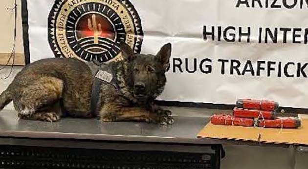 Photo courtesy of the Navajo County Sheriff’s OfficeK-9 Kilo shown with the drugs he was alerted to during a traffic stop.
