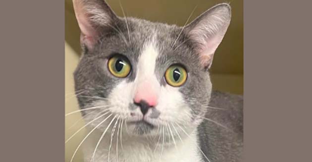 Photo courtesy of Holbrook Animal ControlSpunky is just one of many animals at Holbrook Animal Control looking for a forever home. The shelter is offering reduced adoption rates July 6-31 to make sure that happens.