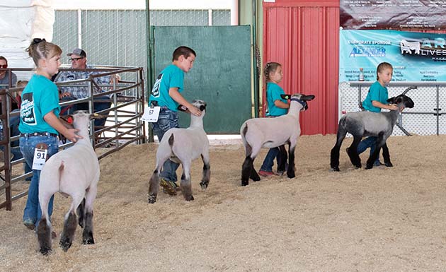 These participants showed their lambs as part of the training they learned at the Arizona Livestock Camp held July 5-7.