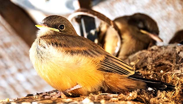 Photo by Jim BuckleyFour chirping baby birds discovered nesting at the Affeldt Mion Museum in Winslow identified as Western Kingbirds have grown and are about ready to take flight.