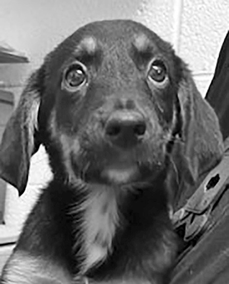 Eva is looking for her forever home. Come see her today.