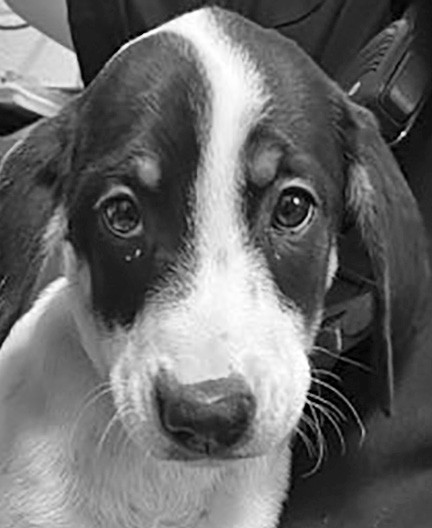 Gabbi is an adorable girl and sweet as can be. Come take her home today.