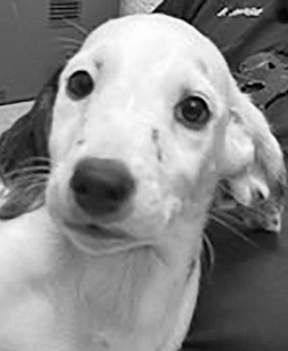 Gonza is ready to leave the kennel and go home with a family.