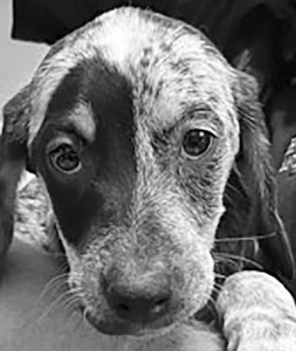 Lourdes is looking for her forever home. Come see her today.