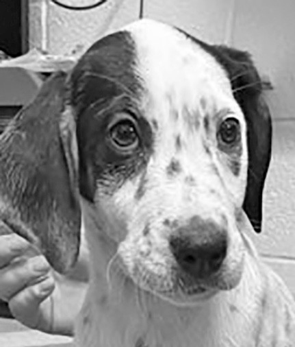 Ryne is a sweet gal looking for a loving family. Come adopt her today.