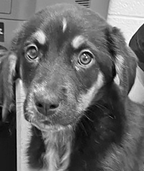 Who can say no to that face? Torey is looking for a cozy home to come home to.