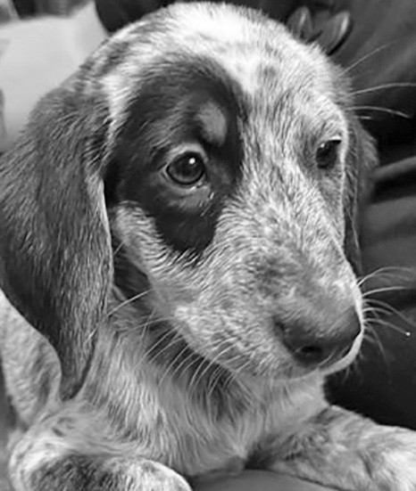 Walker is a sweet little girl hoping for someone to come and adopt her.